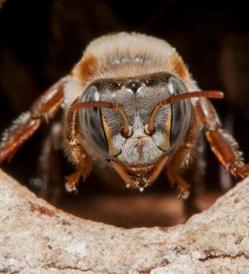 Están especies mexicanas de abeja en peligro de extinción? | Foro Consultivo